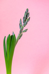 Blue hyacinth flower closed bud on pink background. Copy space.