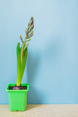 Blue hyacinth flower closed bud in green transportation pot on blue background. Copy space.
