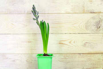Blue hyacinth flower closed bud in green transportation pot on wooden background. Copy space.
