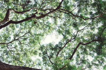 Fototapeta premium Naturally green tree with branch and twig with clear sky background, shotted from low angle - with copy space