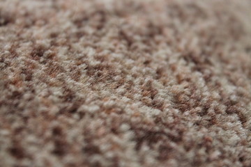 closeup of poppy seeds