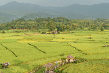 The beautiful landscape of rice fields in Thailand. 