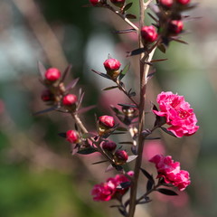 Tokyo,Japan-March 5, 2019: Leptospermum scoparium or Tea Tree or Manuka or New Zealand Tea Tree