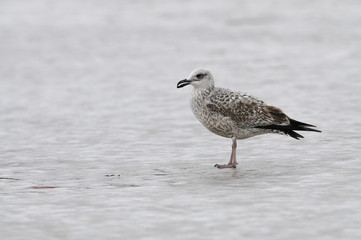 Lesser black-backed gull on ice