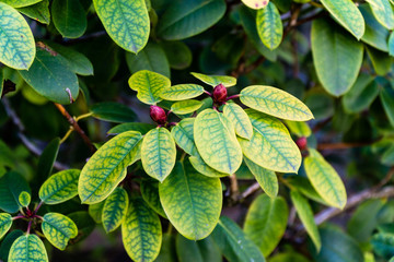 Green leaves in winter