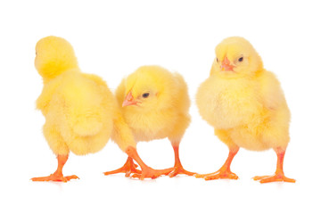Group of chickens isolated on a white background