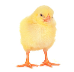 Cute little chicken isolated on white background