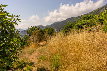 Italy, Cinque Terre, Manarola, a tree with a mountain in the background