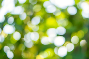 Sunny bokeh background of natural foliage and sunbeams