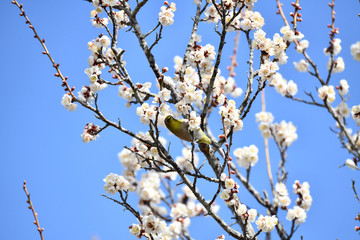 梅とめじろ