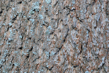 Tree bark illuminated by the sun texture background close up