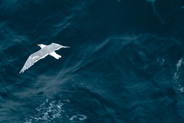 Naklejka premium ocean bird