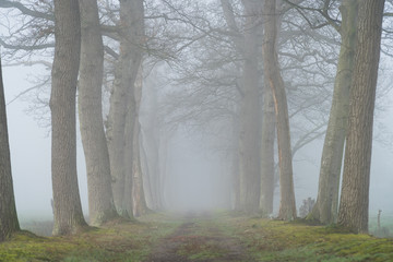 An empety lane of trees on a foggy, spring morning. Drenthe, the Netherlands.