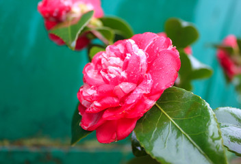 Red camellia flower after rain	