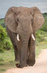 Fototapeta na wymiar African Elephant Bull or Male