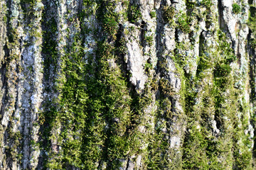 Fototapeta premium Tree bark covered with green moss texture background close up