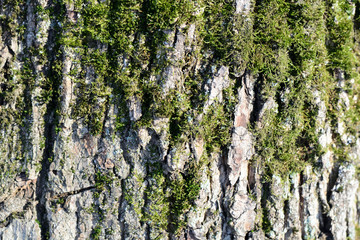 Obraz premium Tree bark covered with green moss texture background close up