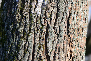 Tree bark illuminated by the sun texture background close up