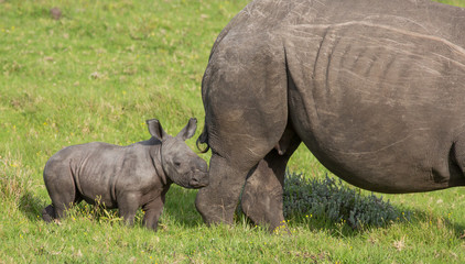 Obraz premium Small Baby White Rhino