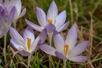 Fototapeta premium Krokusse