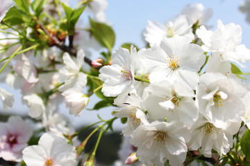 Obraz premium 満開の桜の花