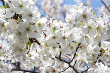 満開の桜の花