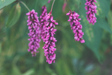 Pink spring flowers on a soft green background
