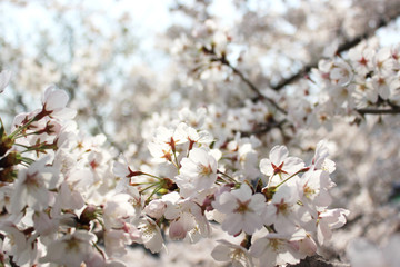 満開の桜の花