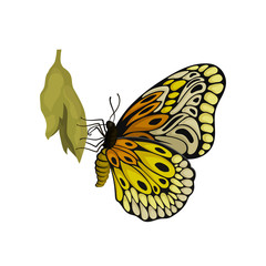 Butterfly sitting on cocoon. Flying insect with two pairs of wings with beautiful pattern. Flat vector icon