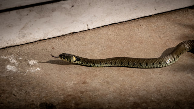 Serpent