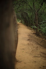 Fototapeta premium Path bordered by trees