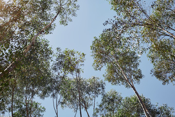 Views of trees in the sky