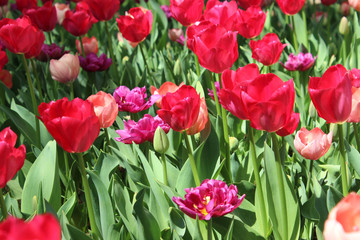 チューリップの花畑