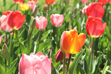 チューリップの花畑