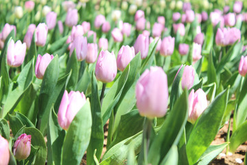 Fototapeta premium チューリップの花畑