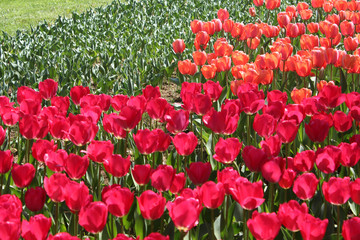 チューリップの花畑