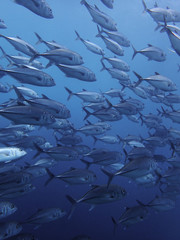 School of Jack fish in early morning dive onboard in Sabah, Borneo.