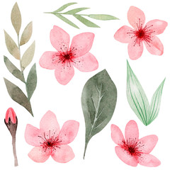 Isolated on white background hand drawn watercolor cherry blossom, delicate flowers and leaves. Design for wedding invitation, packaging, textile, cover, postcard, greeting cards, blog, logo.