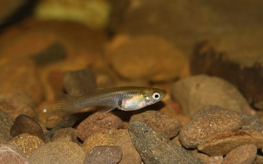 La gambusia, pez mosquito, eastern mosquitofish (Gambusia holbrooki) hembra (female).