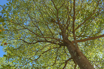 Fototapeta premium green leaf branchs of big tree in nature