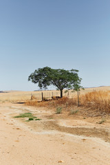 Single tree in dry landscape with dirt road