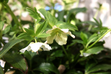 Close up of a Hellebore plant with white flowers