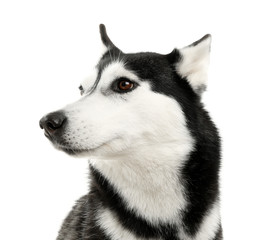 Adorable husky dog on white background - Powered by Adobe