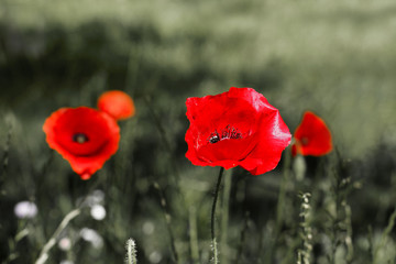 Fototapeta premium rosnące czerwone maki na polu z cieniem w tle. dzikie kwiaty