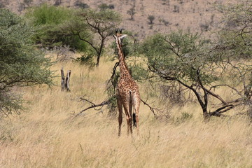 Masai giraffe in Serengeti National Park, Tanzania