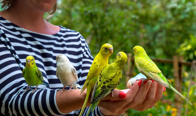 Woman feeding birds. Many parrots are sitting on human hands, close up