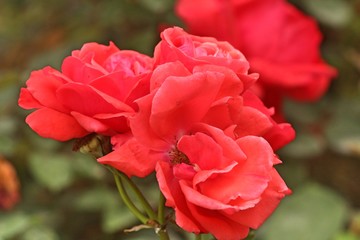 Macro shot of red roses in garden with green plants in background