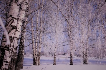 Morning frost painted birch grove in cold winter. The snowy dawn lit the birch with snow and covered it with frost on the branches. Winter fairy tale in a birch grove, crystals on thin branches.