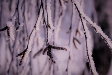 Morning frost painted birch grove in cold winter. The snowy dawn lit the birch with snow and covered it with frost on the branches. Winter fairy tale in a birch grove, crystals on thin branches.