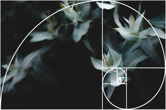 abstract eucalyptus background with fibonacci pattern